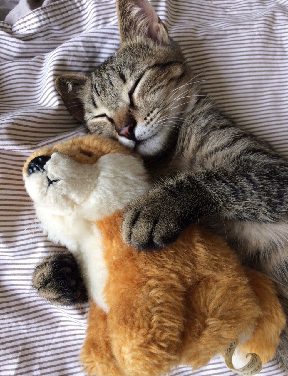 Кисонька с лисонькой