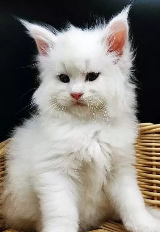 Пушистик проснулся