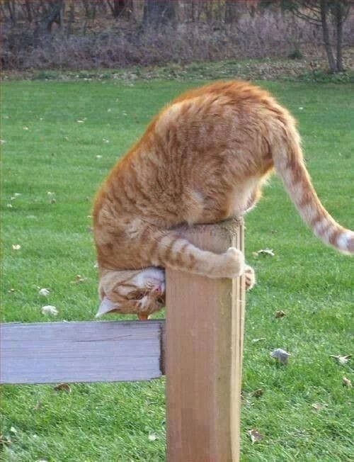 Дурачусь как могу