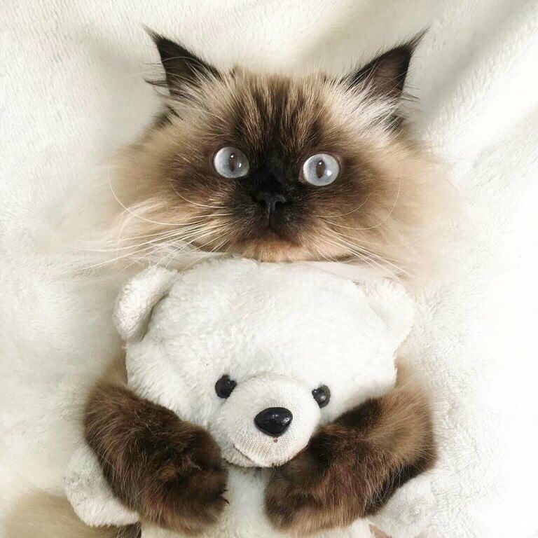 Я и моя любимая игрушка