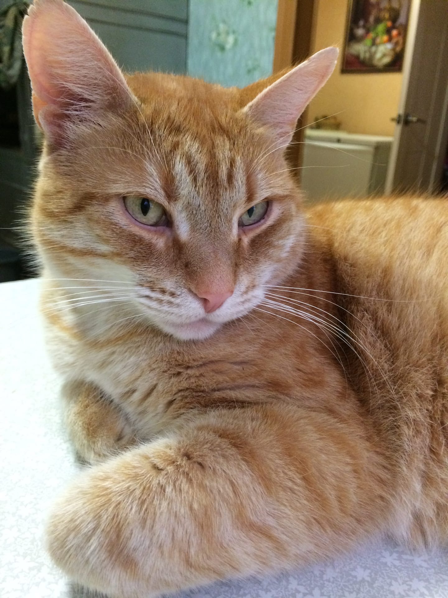 Грустный котейка