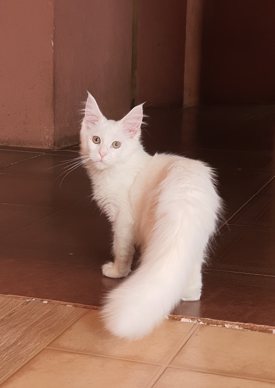 Зацените хвост