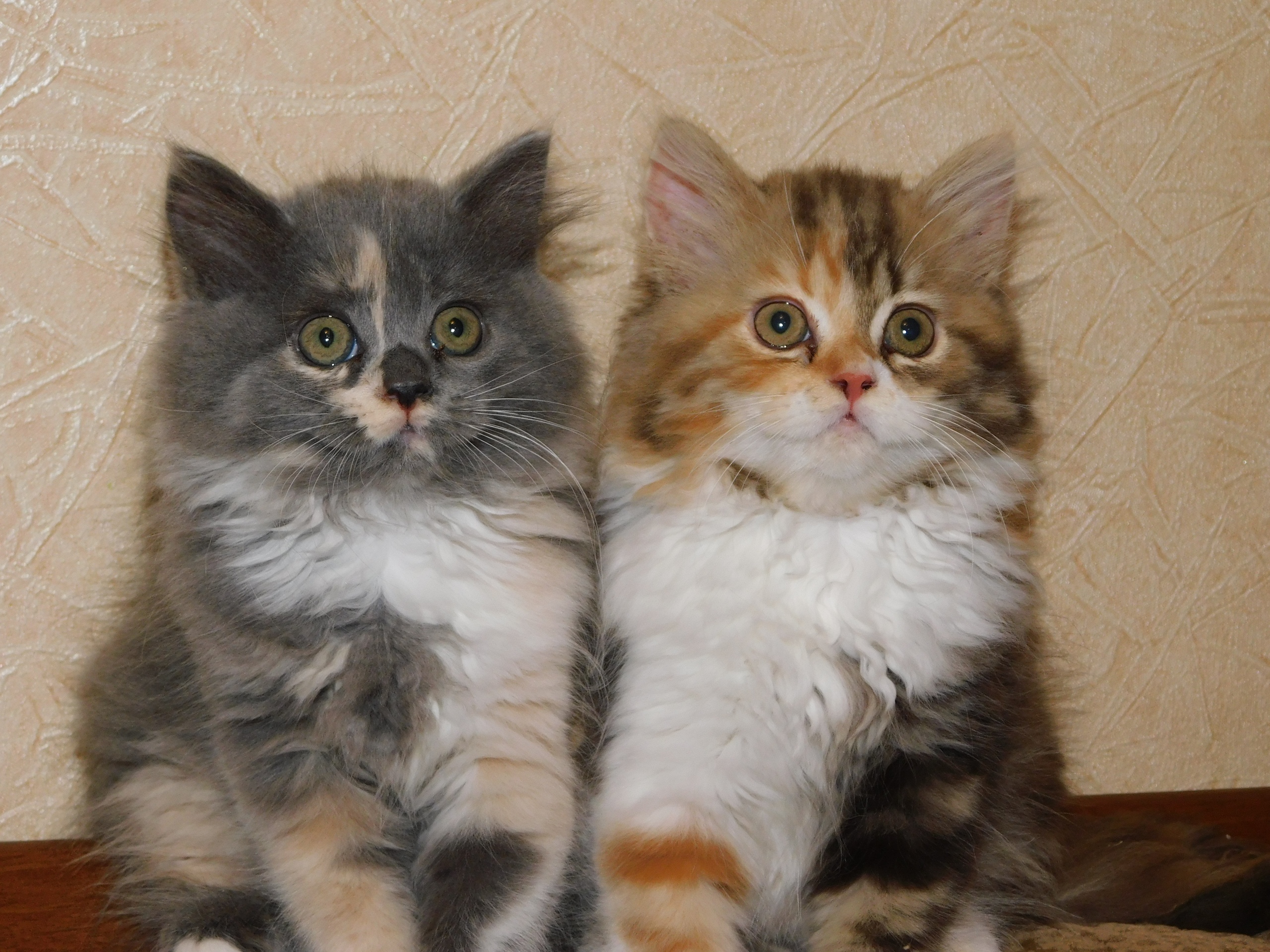 Внимательные сестрички