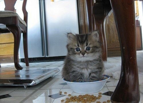 Долой сухой корм, давайте вкусный