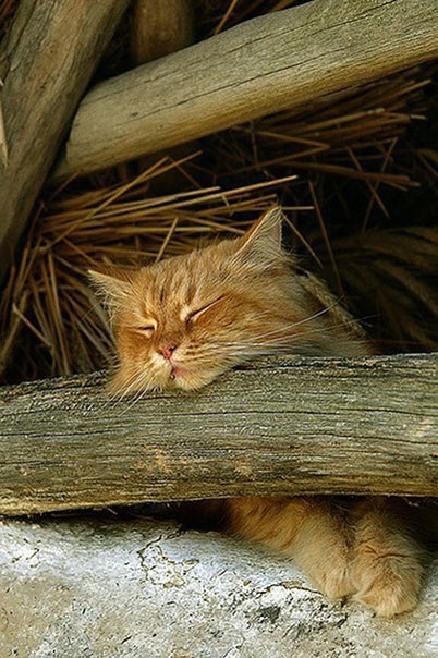 Эй там, на чердаке