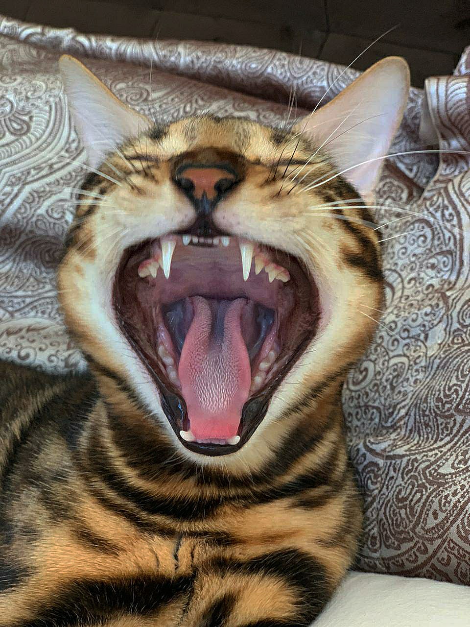 Бенгальский зевака