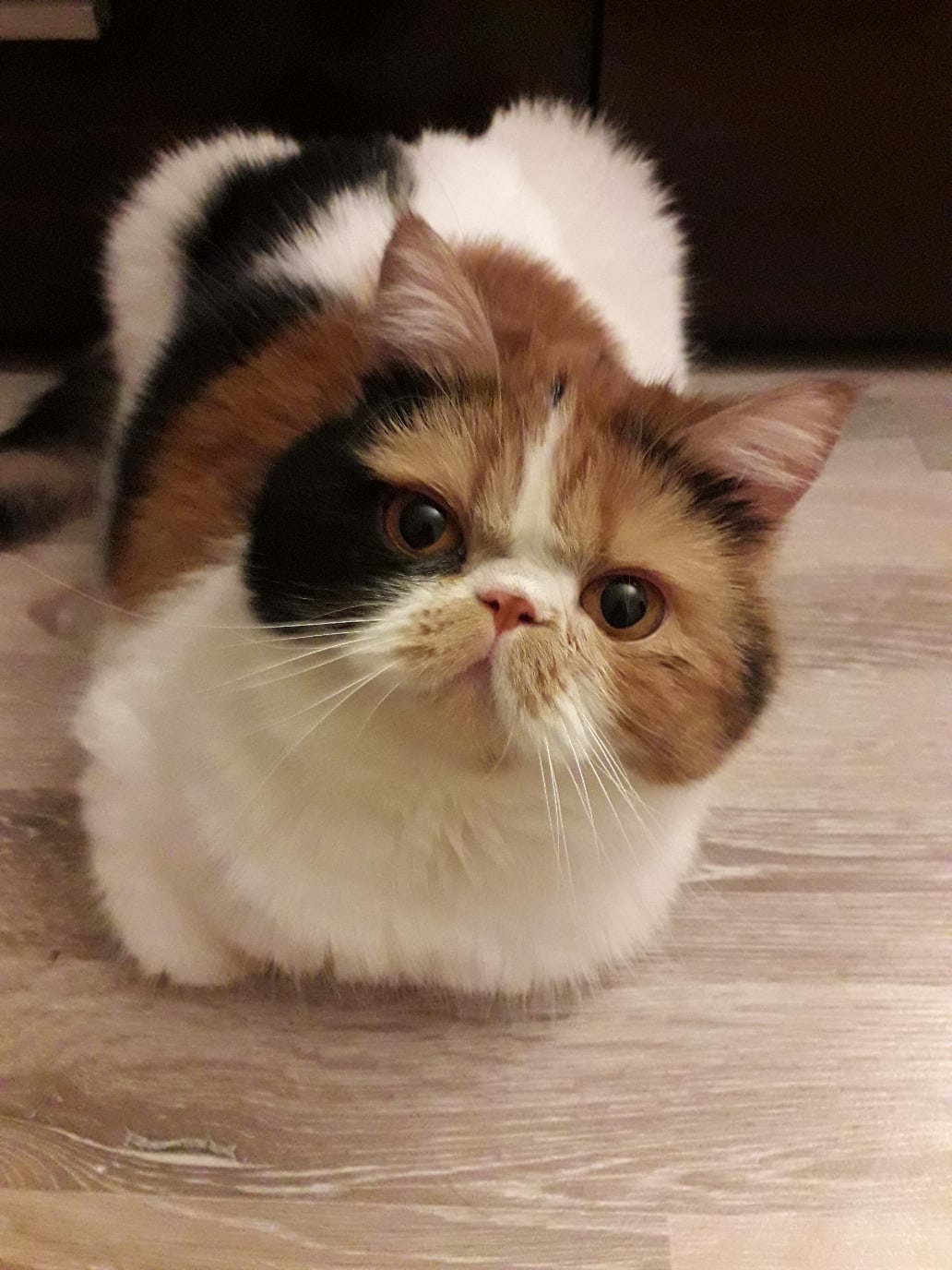 Любительница фотографироваться