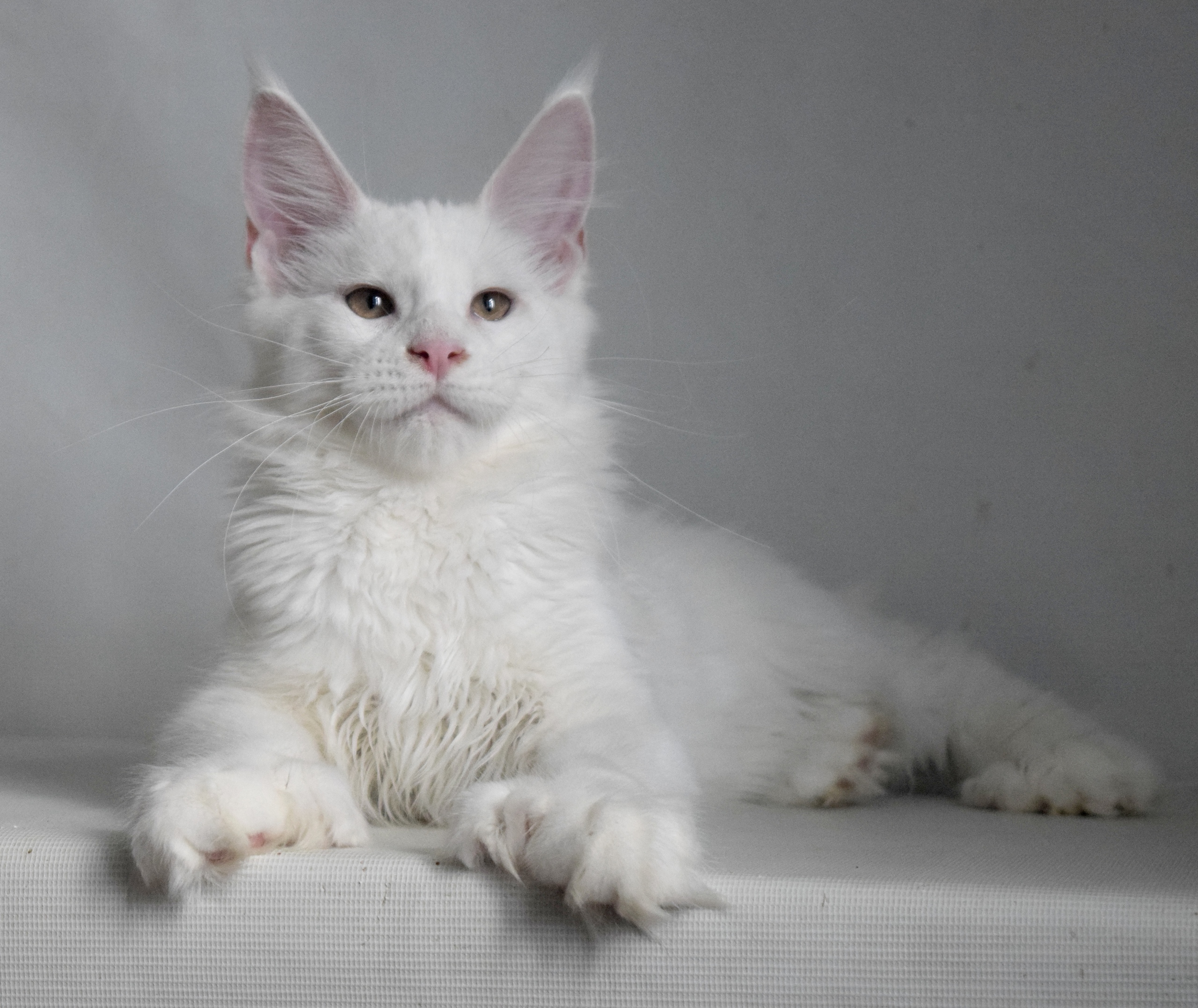 Белый полидакт