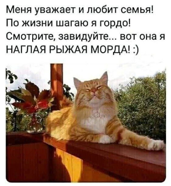 Наглая рыжая морда