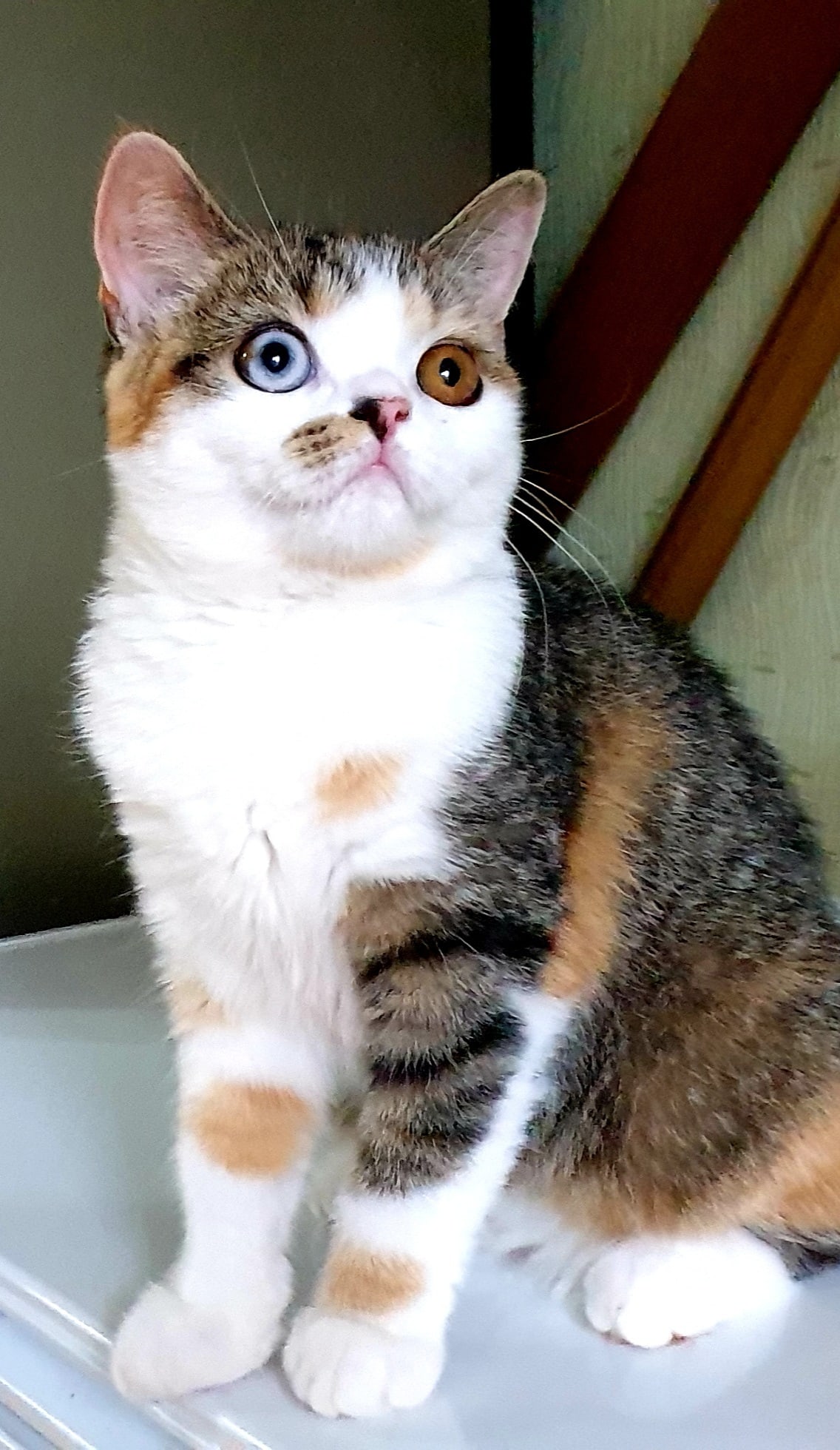 Разноглазая трёхцветка