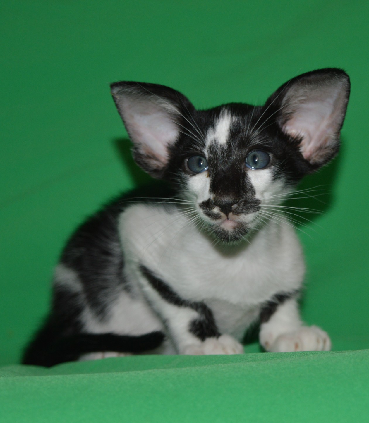 Дайте что нибудь