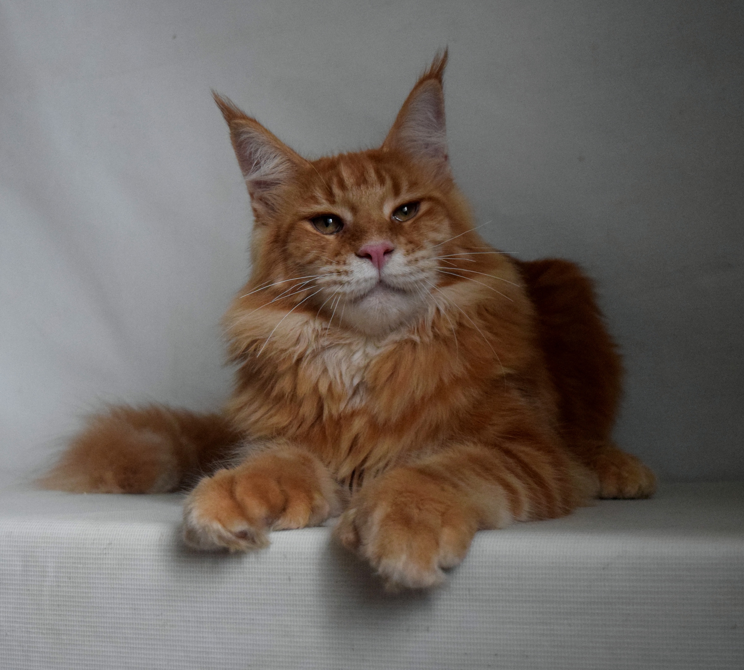 Рыжий полидакт