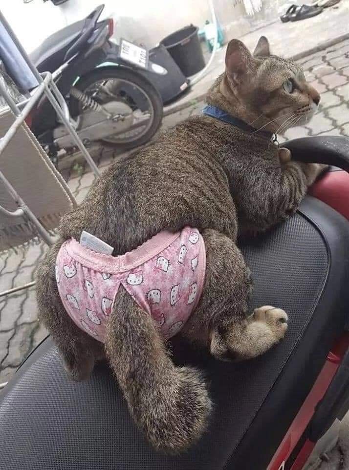 Трусы одел, можно ехать