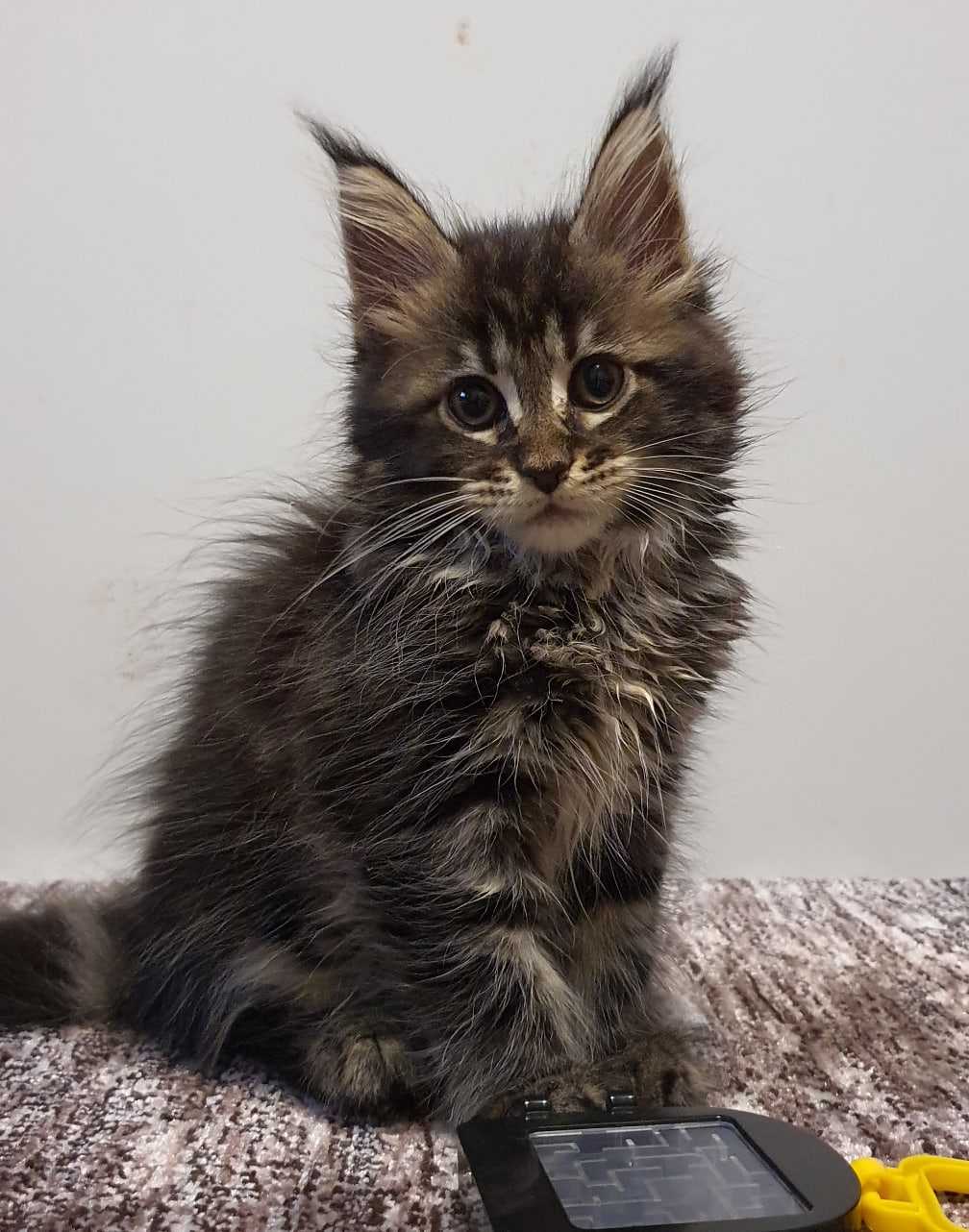 Усатый красавчик