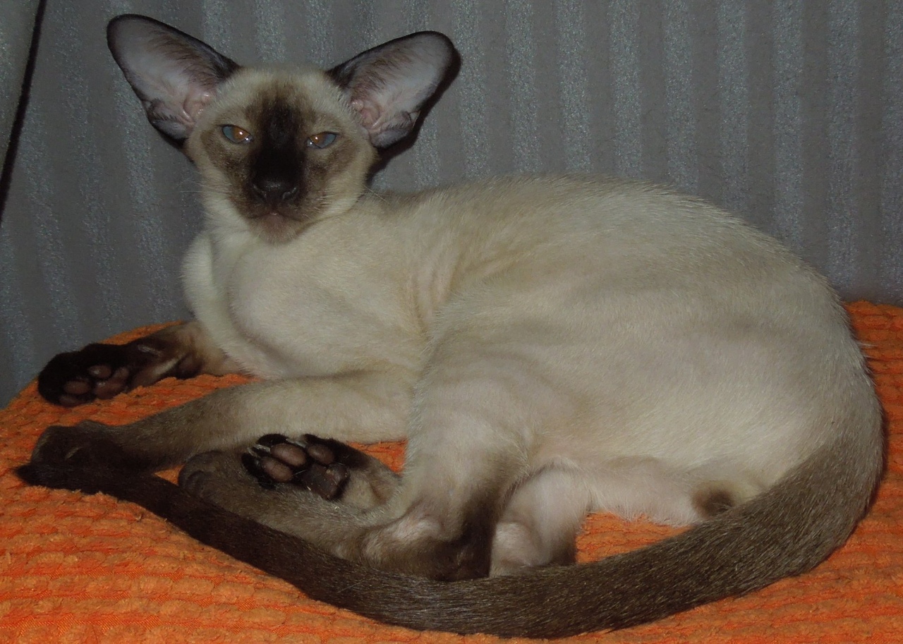 Красавчик Ориентал