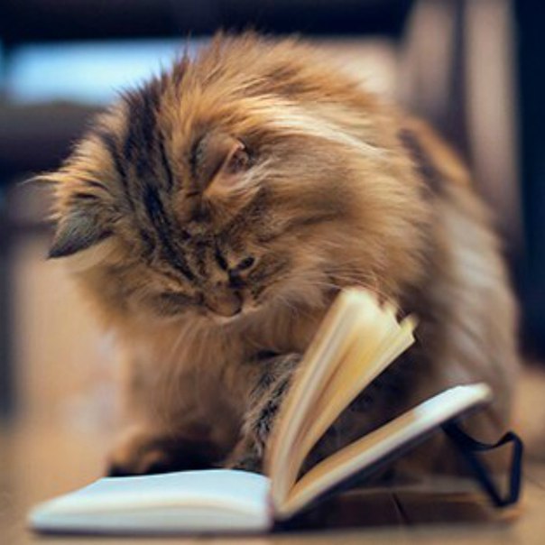 Что же там написано