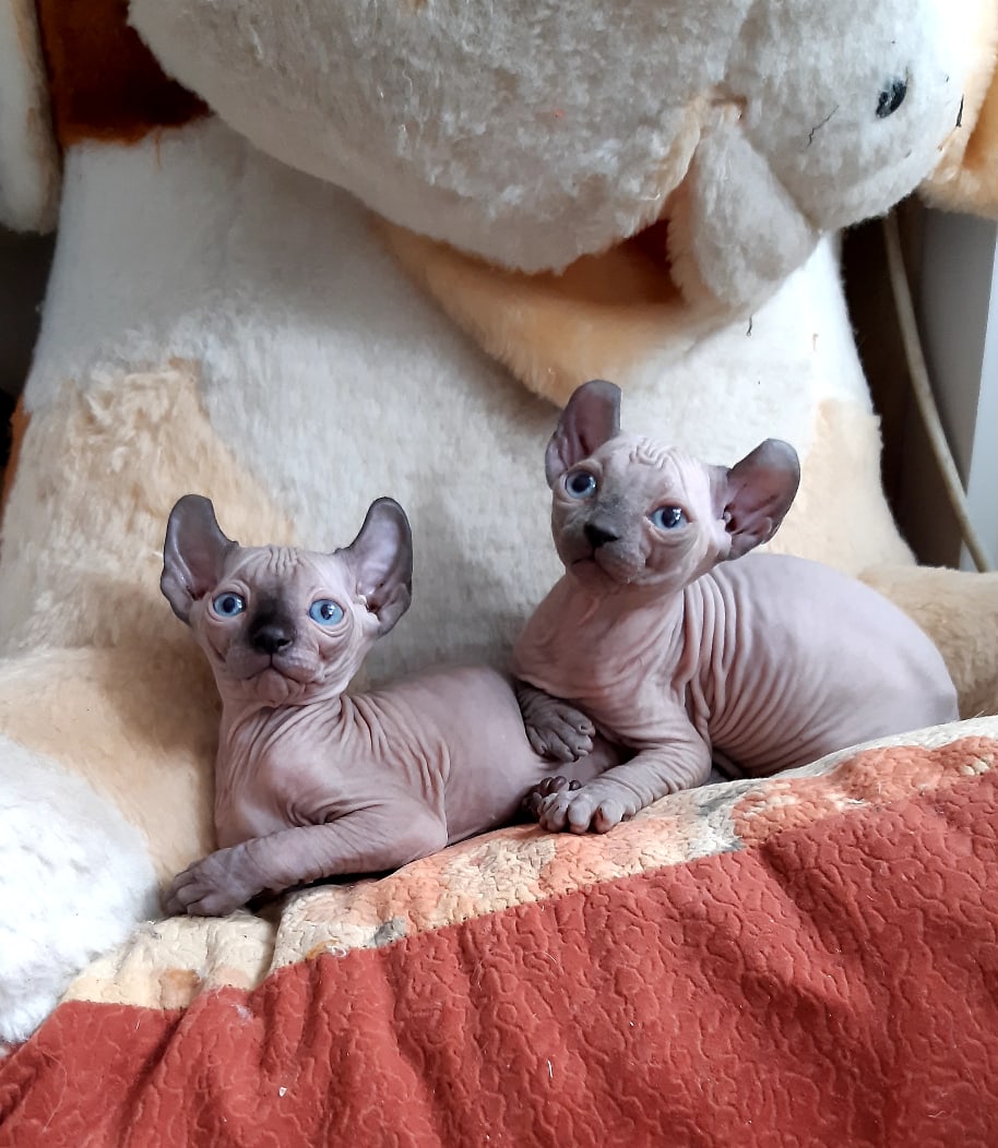 Братик с сестрёнкой