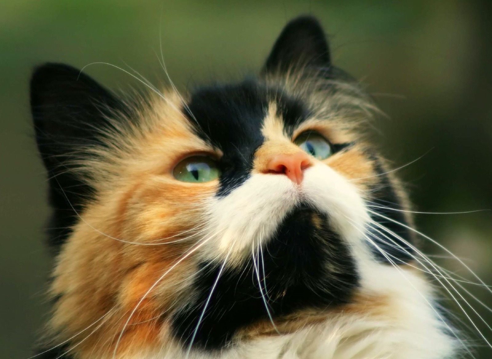 Царственная особа