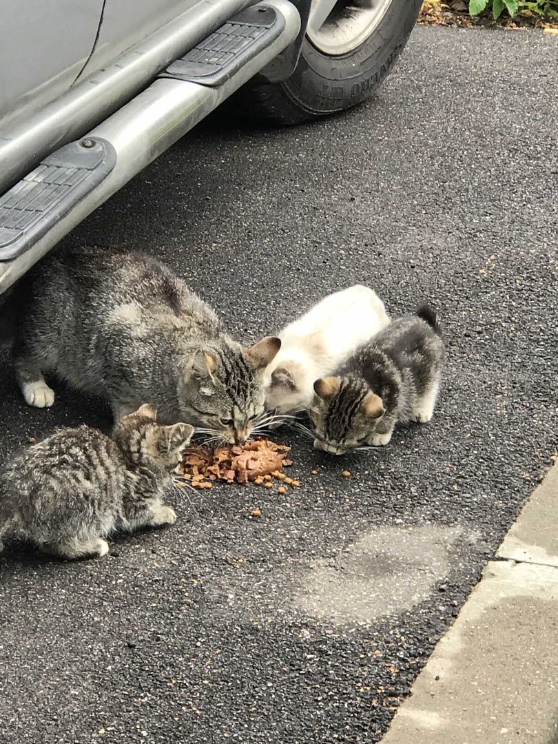 Прикормка у машины