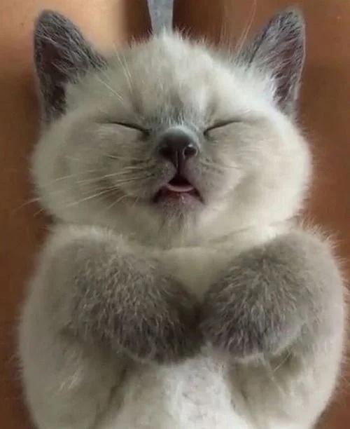 Маленький соник