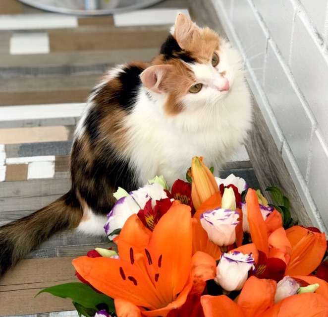 Поклонники одолевают