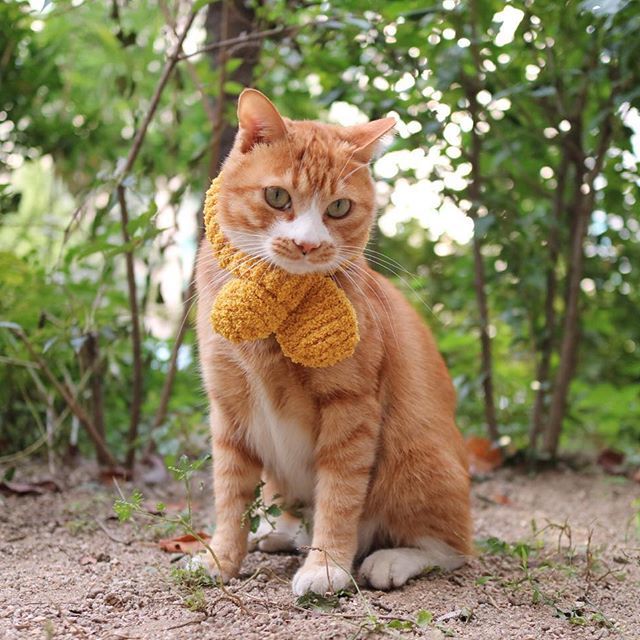 Интеллигент на прогулке