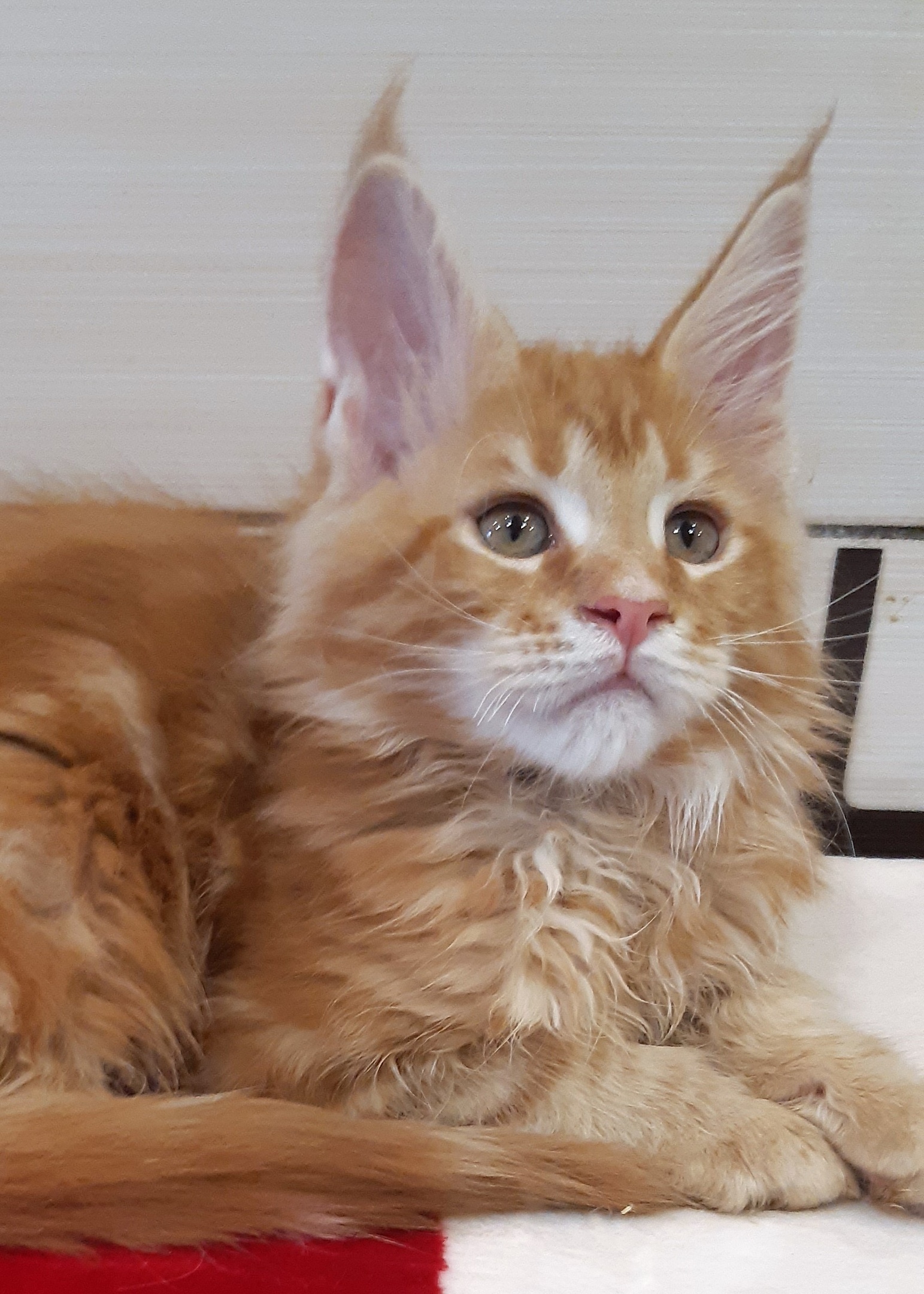 Я весь во внимании