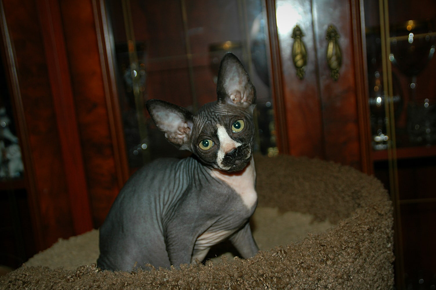 Лысая очаровашка