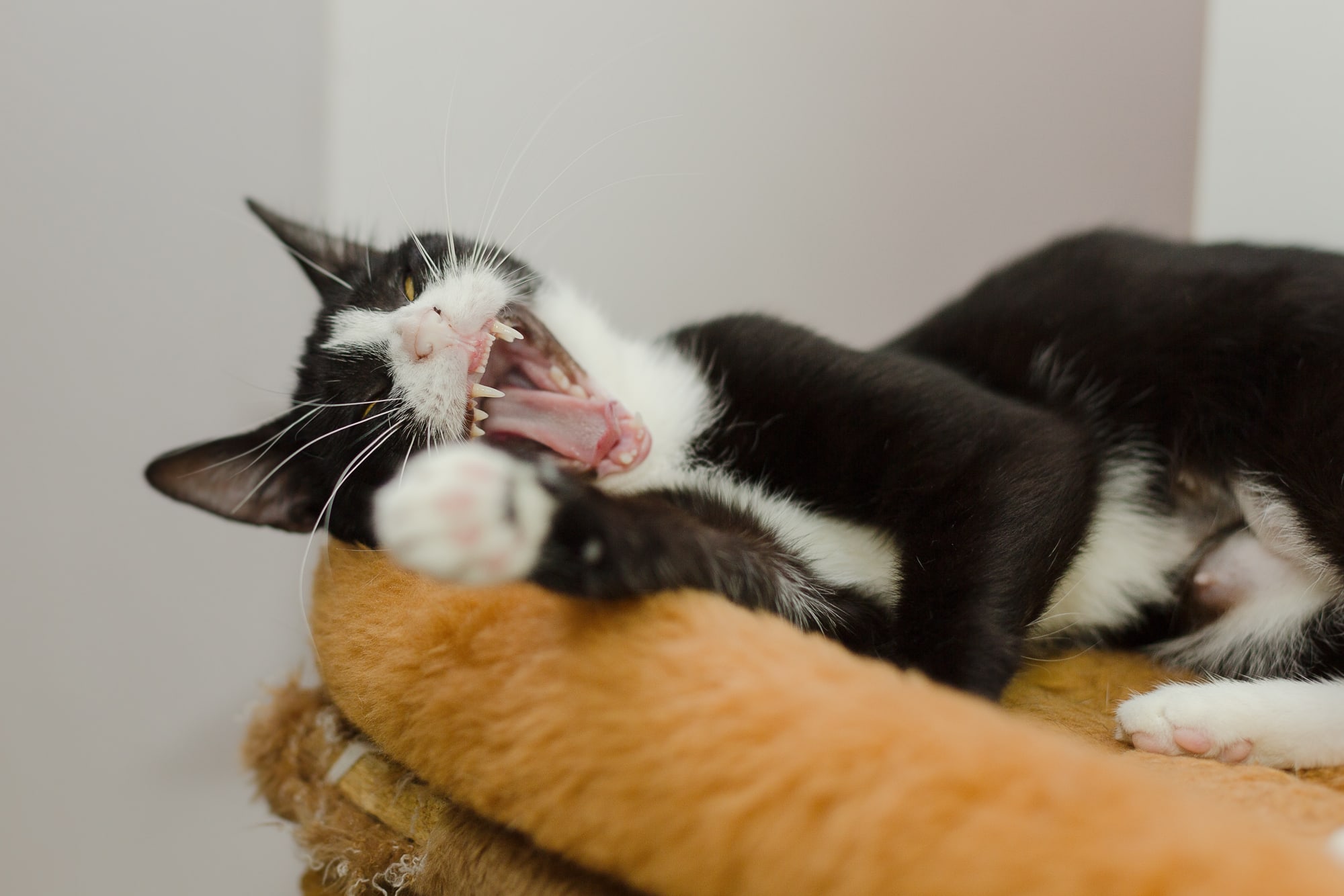 Зевака лежебока