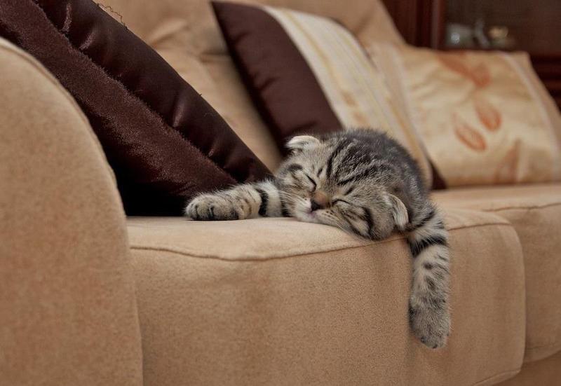 Спящий балдёжник