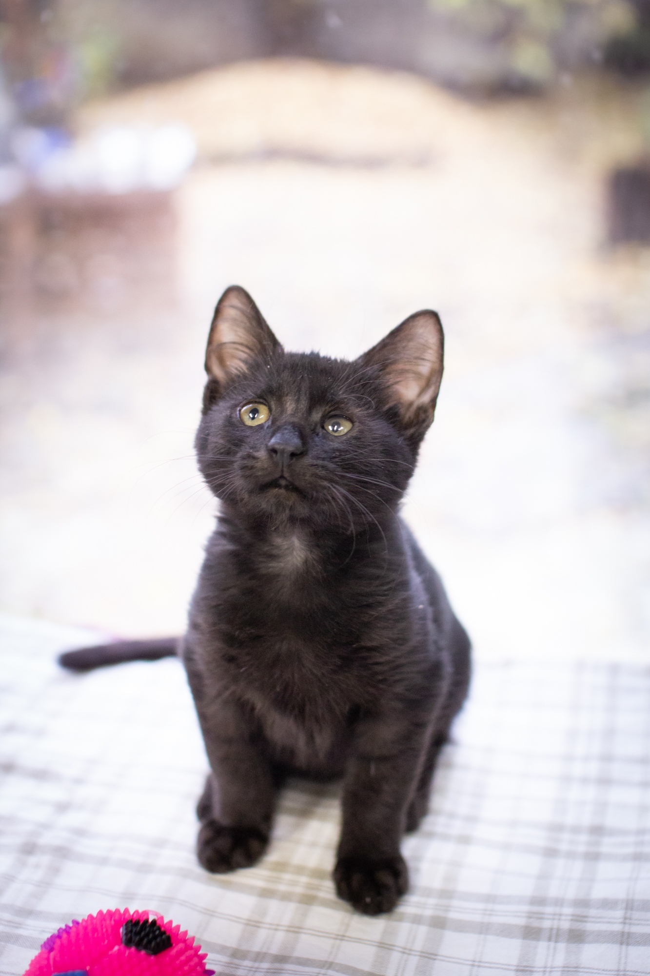 Поиграйте со мной