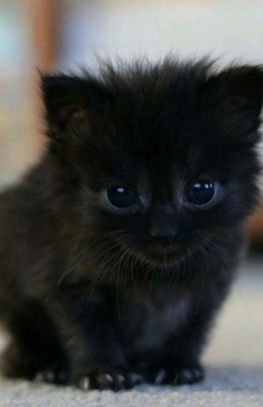 Чудик малипусенький