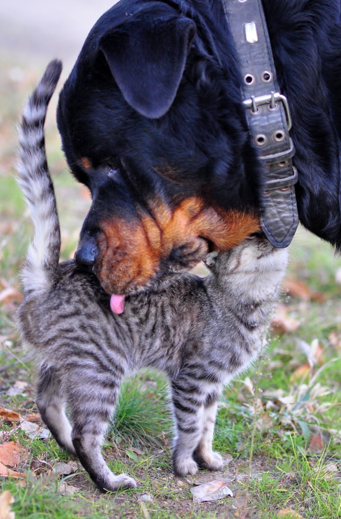 Котёнок и пёс сторожевой