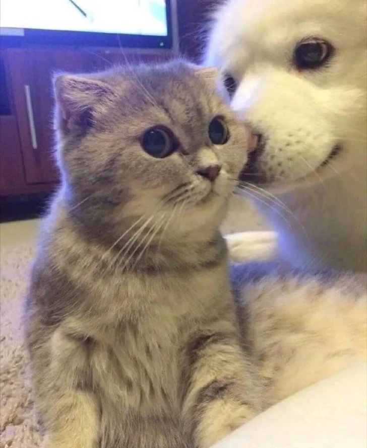 Серенький котёнок и пёсик