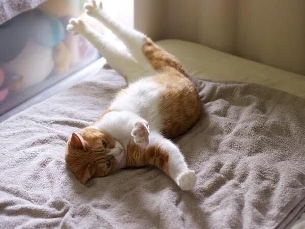 Котик делает зарядку