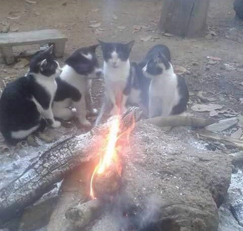 Котята и щенок