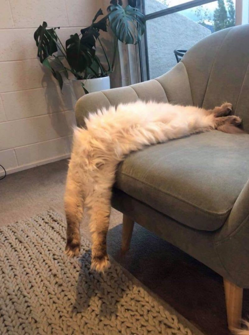 Пушистик свисает с кресла