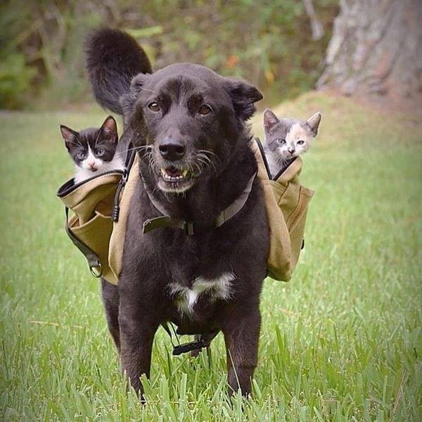 Котята и собака нянька