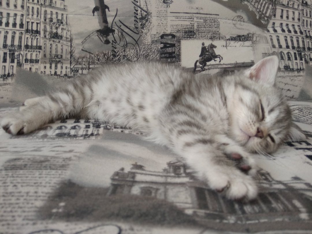 Полосатый котёнок спит