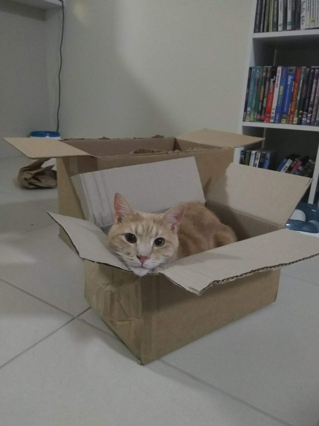 Рыжий кот в коробке