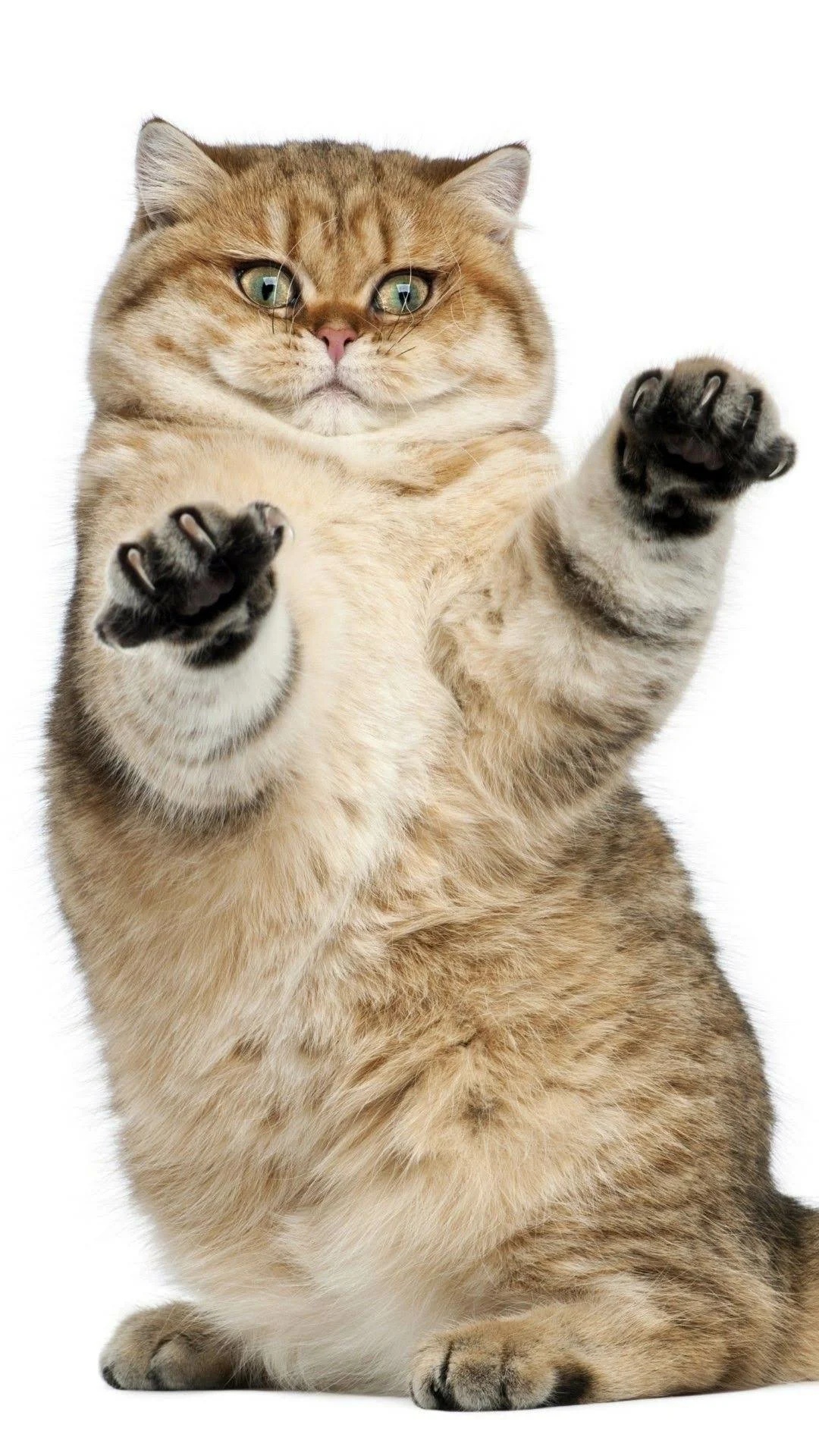 Рыжий котик