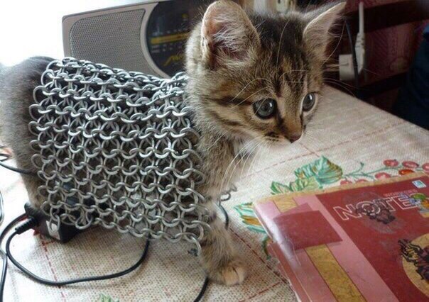 Котёнок в кальчуге