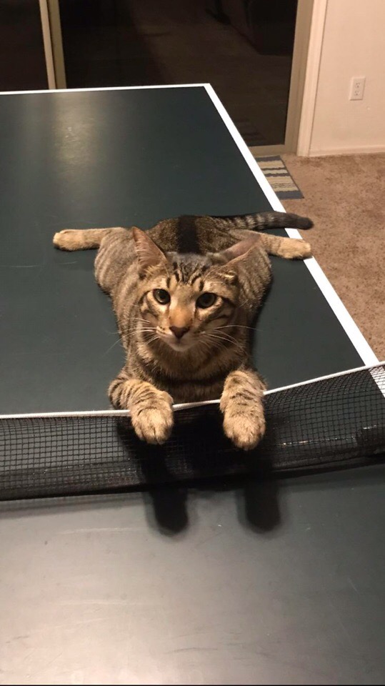 Котик на теннисном столе