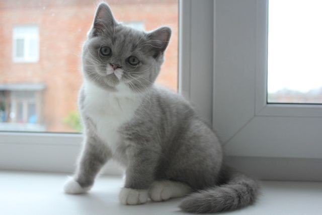 Котёнок сидит на окне