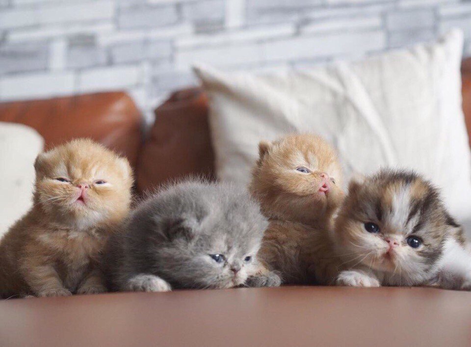 Четыре малявочки