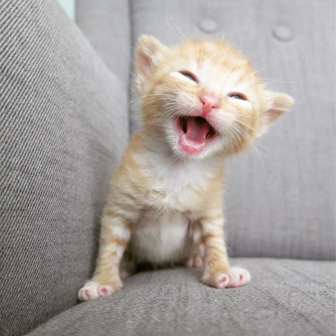 Рыженький котёнок улыбается