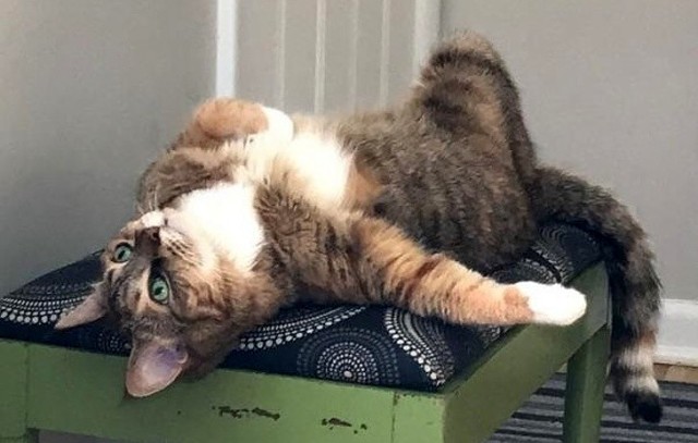 Кот мечтатель