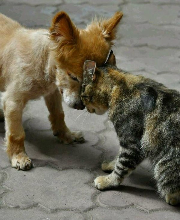 Котёнок и щенок борятся