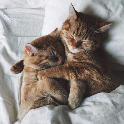 Семейная пара спит