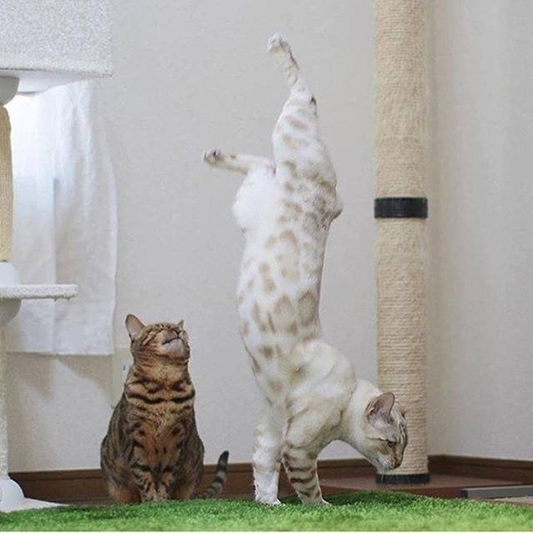 Кошка акробат